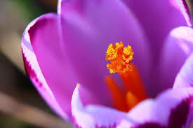Pixabay è una vibrante comunità di creativi che condividono immagini e video liberi da copyright. Fiori 1080p 2k 4k 5k Hd Wallpapers Free Download Wallpaper Flare