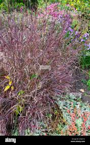 Image result for Schizachyrium brevifolium