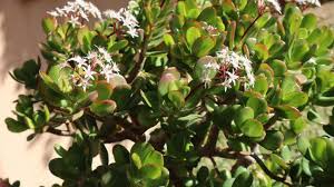 Did you scroll all this way to get facts about flower tree plant? From The Orient To Italy A Journey Exploring The Fruit And Flowers Of China