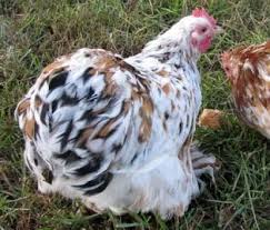 The cochin is a breed of large domestic chicken. Cochin Chickens Sweet Southern Blue