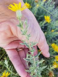 Image result for Heterotis canescens