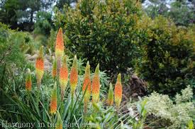 Image result for Kniphofia princeae