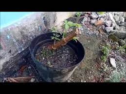 Tanam ubi kayu dalam polybag. Cara Budidaya Singkong Di Dalam Pot Youtube