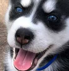 Black And White Husky With Blue Eyes 21 Pictures Of Husky Baby Puppies And 10 Siberian Husky Facts Husky Puppy Husky With Blue Eyes Cute Husky Puppies