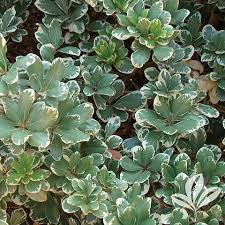 Image result for Pittosporum