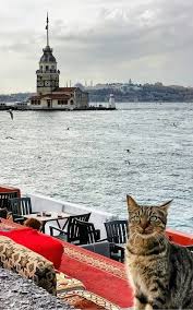 Kiz Kulesi Istanbul By Yasar K Cats Beautiful Cats Pictures Adventure Cat