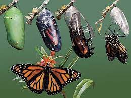 The Definition God Gave Us Of Transformation De Oruga A Mariposa Metamorfosis Mariposa Metamorfosis
