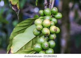 Image result for Coffea sp. A