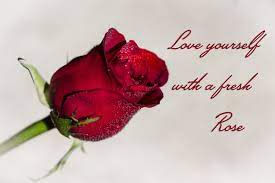 Maybe you would like to learn more about one of these? Hilary Currie Photos Graphic Design 4 Fun On Twitter Brighten Your Day By Taking Care Of You Redrose Rose Flower Love Meme Photography Garden Nature