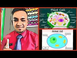 Chapter 5 in form 1 pmr science topical links. Form 1 Science Dlp Chapter 2 Cell As A Basic Unit Of Life Youtube