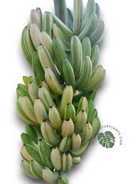 Image result for Musa Cavendish