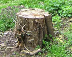 How to kill a tree stump naturally. How To Remove Tree Stumps Without Chemicals Or Tools Permaculture Magazine