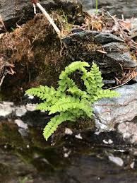 Image result for Woodsiaceae