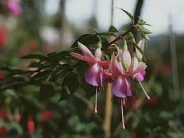 Youtube Bouturer Un Fushia Boutures Jardin Permaculture Terrarium Pour Plantes Grasses