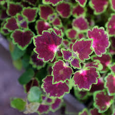 Image result for Coleus gracillimus