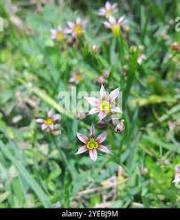 Image result for Sisyrinchium micranthum