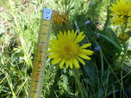 Image result for Berkheya setifera