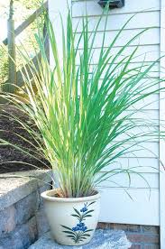 Maybe you would like to learn more about one of these? West Indian Lemon Grass Cymbopogon Citratus