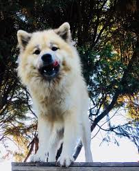 It is a giant shorthaired dog, with heavy head and short muzzle, which. Kato Albionspitz Eurasiers Facebook