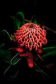 Waratah National Flower Of Nsw Australia Australian Native Flowers Australian Flowers Australian Plants