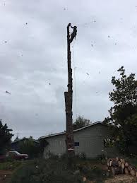 Read real reviews and see ratings for albany tree removal services for free! Tree Cutting In Corvallis Or Big S Tree Service Llc