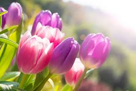 Jun 19, 2018 · have you ever received a cheery bundle of fresh tulips and thought, these are gorgeous, but how long can i keep them that way? Yard And Garden When Tulips And Daffodils No Longer Bloom News