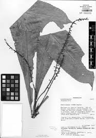 Image result for Argomuellera