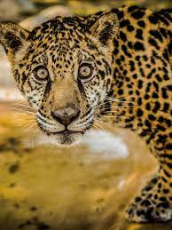 Animal facts and terminology can be confusing. Jaguar Facts And Photos