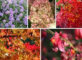 What to plant in october garden. October In The Garden What To Do Checklist For Irish Gardeners