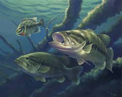 Friendships and chat rooms for australian men and women. 49 Big Bass Wallpaper On Wallpapersafari
