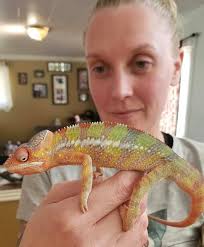 Chameleon, the master of colors... (Photographer unknown)