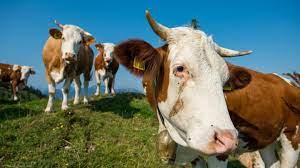 Klimakiller: Eine Kuh ist in etwa so klimaschädlich wie ein Kleinwagen -  Video - WELT