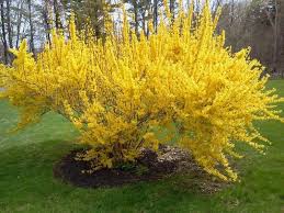 Forsythia Shrubs Bloom In Early Spring Early Spring Flowers Flower Landscape Beautiful Flowers Garden