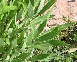 Image result for Cussonia zimmermannii