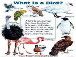 Classify Animals Into Vertebrates And Invertebrates