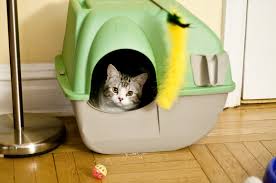 Meilleure litiere chat anti odeur. Litiere Du Chat L Ingredient Simple Et Pas Cher Qui Lutte Contre Les Odeurs