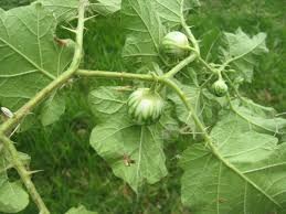 Image result for Solanum torreanum