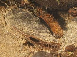 Image result for Bothriocline muschleriana