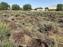 We did not find results for: My Lavender Plants Died When Why And How To Re Plant Lavender Sage Creations Organic Farm