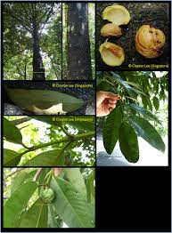 Image result for Garcinia pachyclada