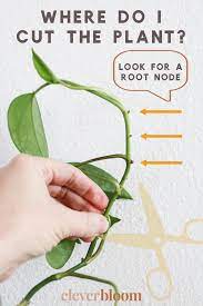 Identify the location where you will snip your cutting from the main plant. How To Root Plant Cuttings In Water For Propagation