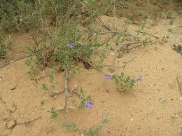 Image result for Aptosimum albomarginatum