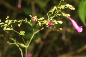 Image result for Strobilanthes hamiltoniana