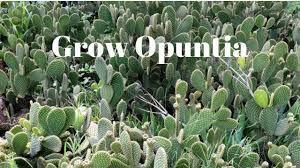 In addition to the leaf pad for this reason, prickly pear cactus only opens its stoma to process carbon at night, which allows it to avoid releasing precious water through these open stoma. Grow Opuntia From Cutting Prickly Pear Cactus Youtube