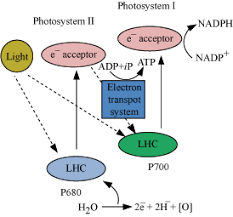 explain with flow chart the z scheme of photosynthesis