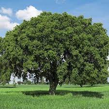 Live Oak Tree Shade Trees Live Oak Trees Fast Growing Trees