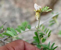 Image result for Tephrosia villosa