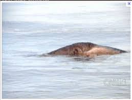 2008, канада, ужасы, фантастика, триллеры. Nessie Le Monstre De Loch Ness Home Facebook