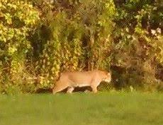 Therefore, she is a fisher cat in florida. Bobcat Not Mountain Lion Seen In Scarborough Officials Say Centralmaine Com