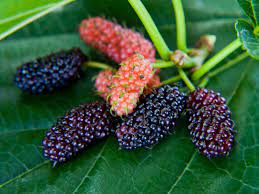Trees will bear fruit in partial shade but the flavor and yield will not match plants grown in full sun. Fruit Drop In Mulberry Trees Fixing Ripe And Premature Fruit Drop Of Mulberries